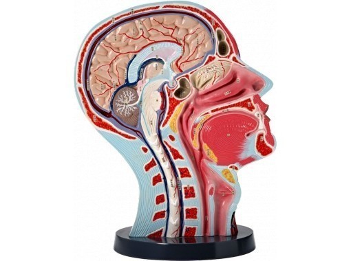 Модель головы человека